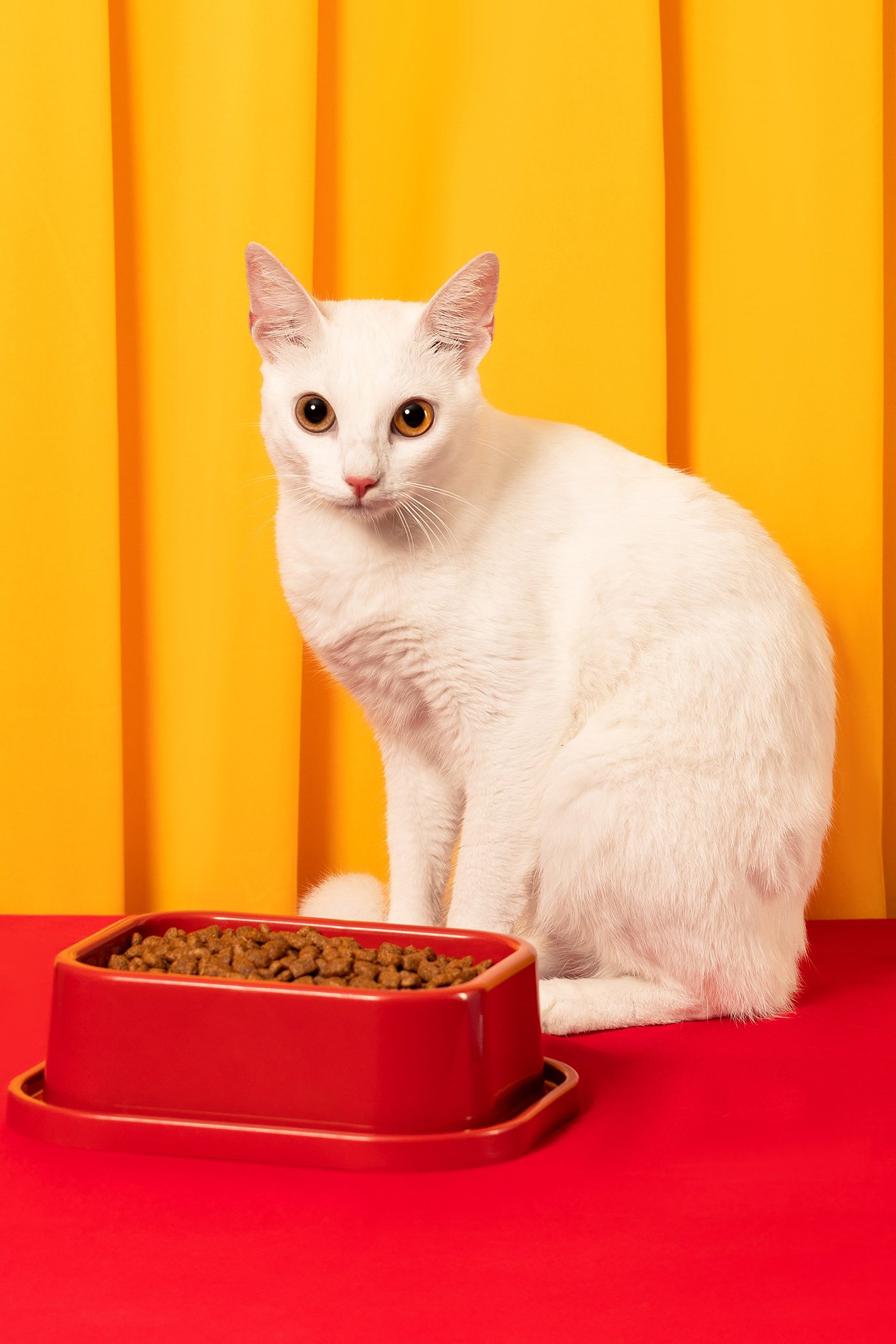 BawWaw_Design de embalagem_AupeDesign_11